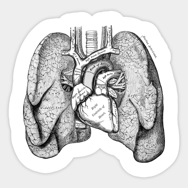 Human Body - Lungs Sticker by be yourself. design